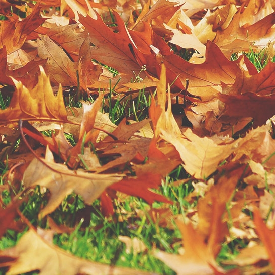 En automne, il faut procéder au ramassage des feuilles mortes sur le gazon